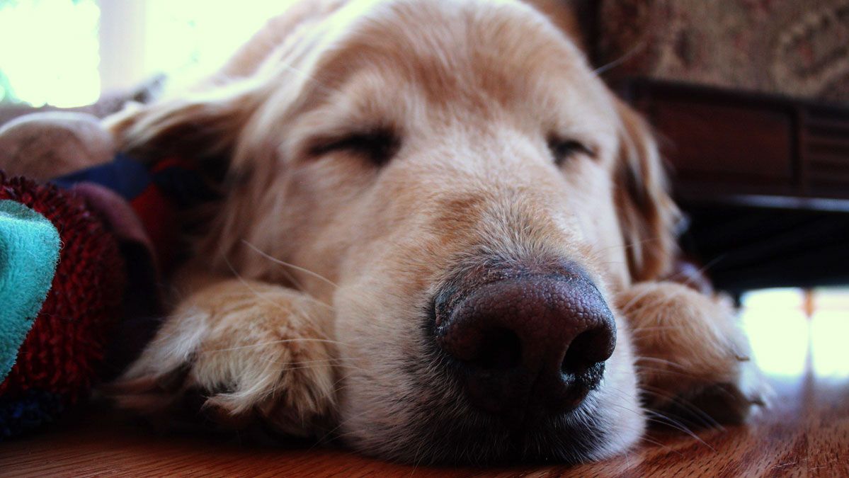 Foto di un cane che dorme sul pavimento