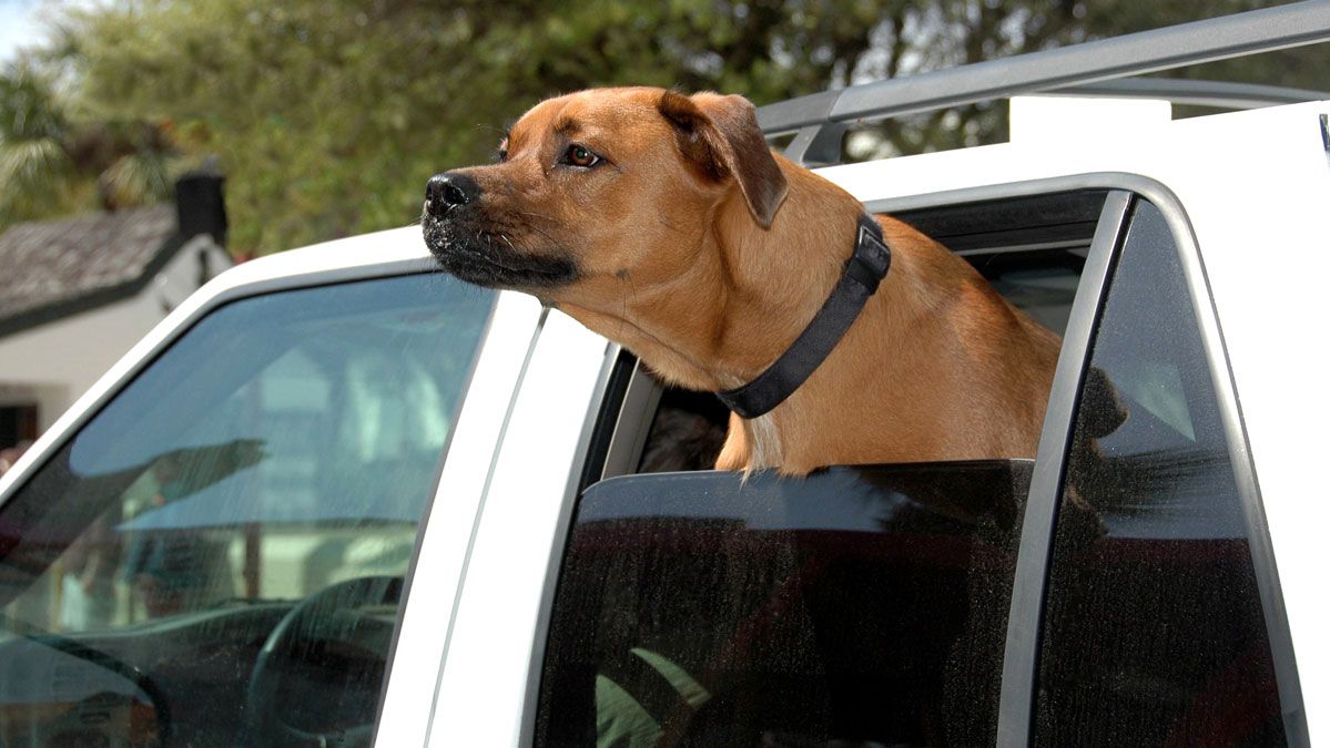 Foto di un cane che si sporge dal finestrino di un auto