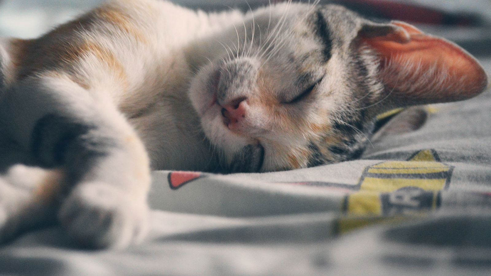 Gatto dormiglione