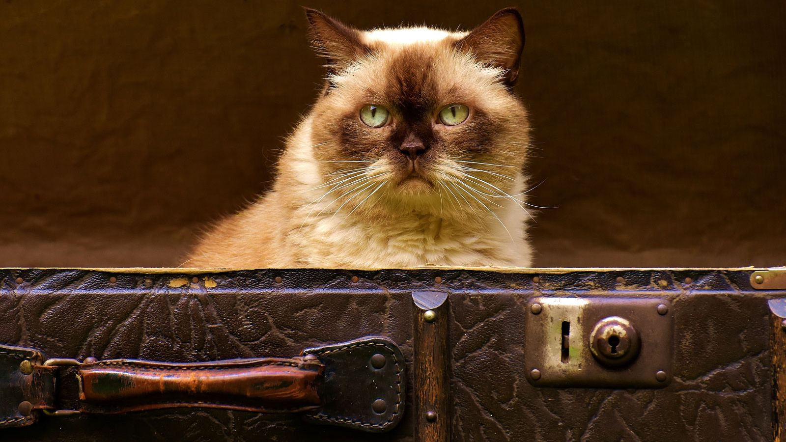 Gatto in valigia